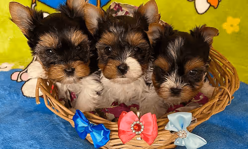 Item #38667131167011634385541907782208186835961873608250228940362662780420451467265 Media