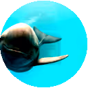 Item #113709189734790748592391654450439240063150789271032554498674515218569042591745 Media