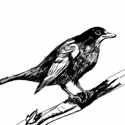 The Bird