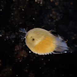 93923887731966639760197662534300547726212510779526051617655967268934657245185