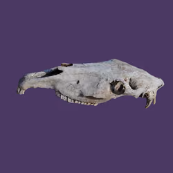 VI. Horse