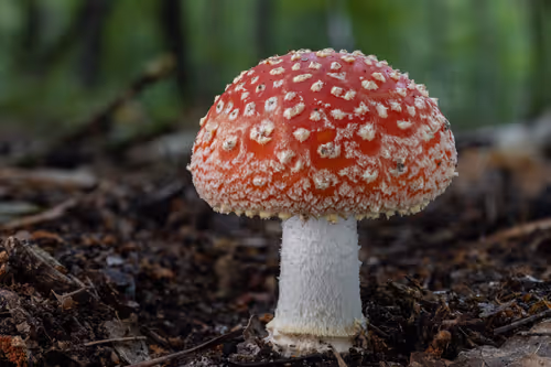 Item #64713155281190120806625528010509445569029273032710388433466982003479895080961 Media