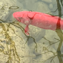happy koi