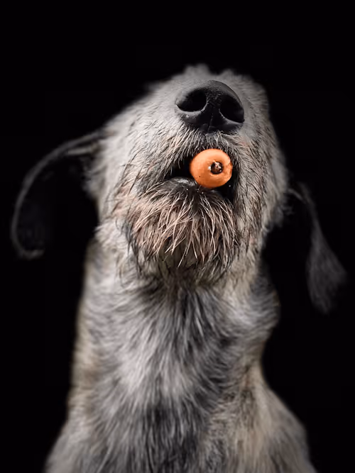 Item #57108856801896560903746486383639662779373746189961117065333784833525903523841 Media