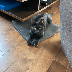 57432309319676179700798702069366385585354272226932054472084541966124148850689