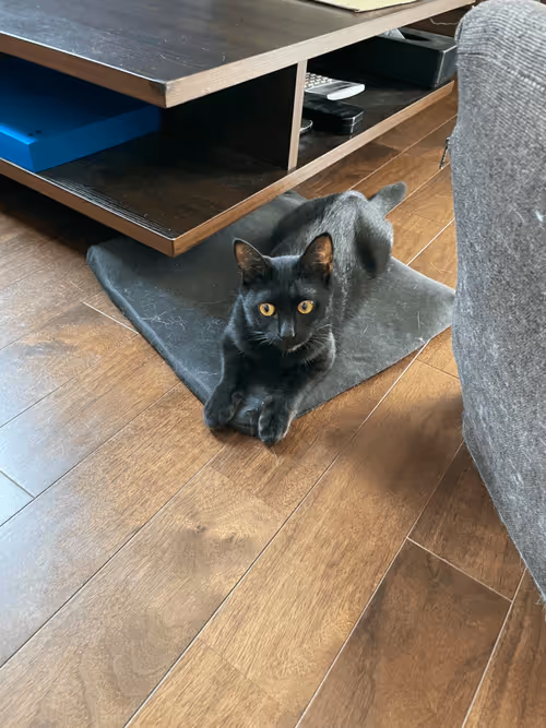 Item #57432309319676179700798702069366385585354272226932054472084541966124148850689 Media