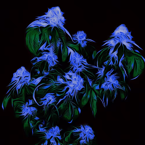 Untitled Collection #114602498