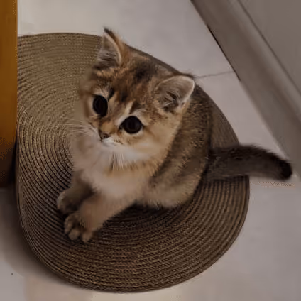 Item #85779533797330856680551245112287399753979626451492036541087858575092356218881 Media