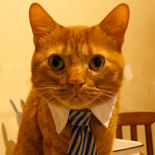 Item #74885386125841679683657863817676557915419392690100599251571086954986706305025 Media