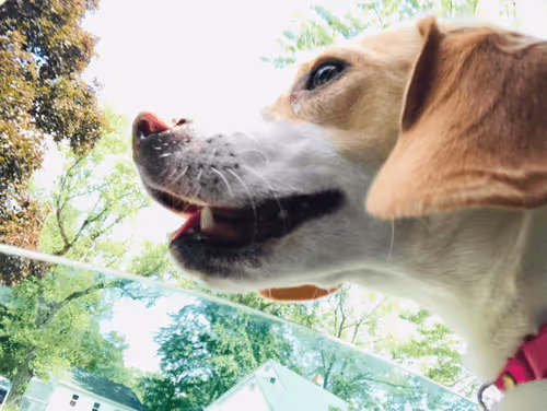 Item #37715491571957461099000539797744000838514111525343003399530504627915994431538 Media