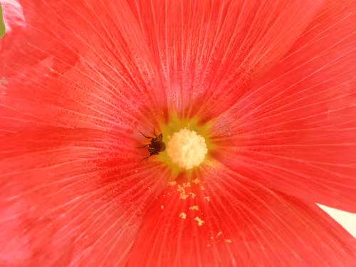 Item #53581876738018030526296833198765097323208142745183468553001527179722107125761 Media