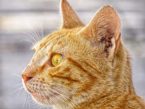 Item #35873152374161071277145740786712931084069607391984224962068592433231357280257 Media