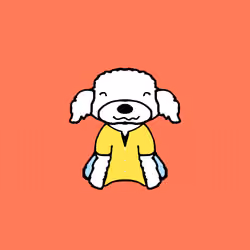 Peachy Poodle #5966