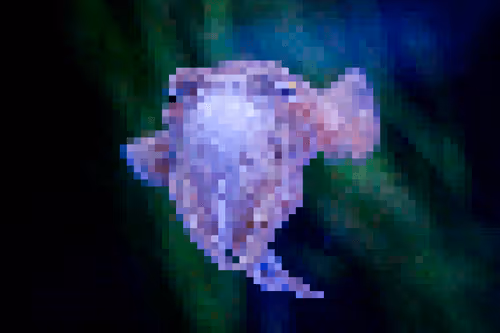Item #46575380451470163894295968318432373742327172851742378305667863430992429580298 Media
