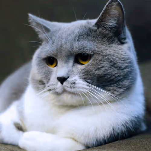 Item #4944351917306226202826790057183461660186678433257338824528786308441118343169 Media