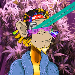 MONKEYHYPE #3324