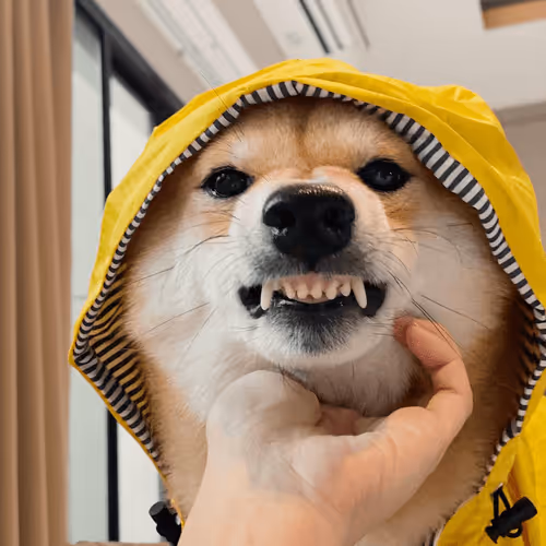 Untitled Collection #55893179