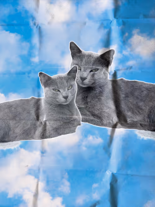 Item #102650025238985064889532626323507420633017859616961165632132729587865850216449 Media