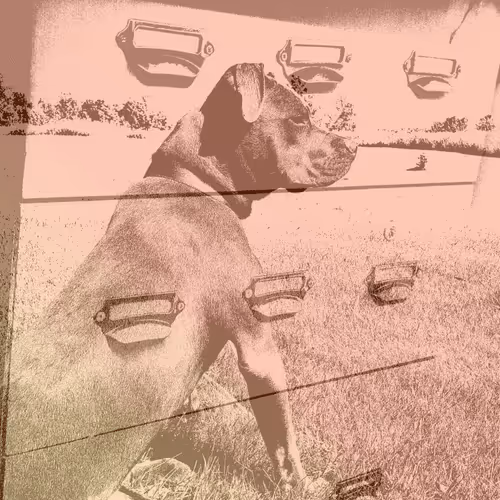 Item #111652930109264043611935341067736255756439208084570795366540966588549305466881 Media