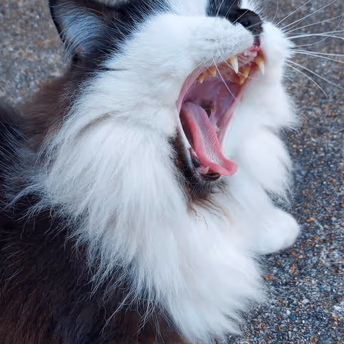 Item #13161020314009032005485822086301964352885579695205061807387255187175257407489 Media