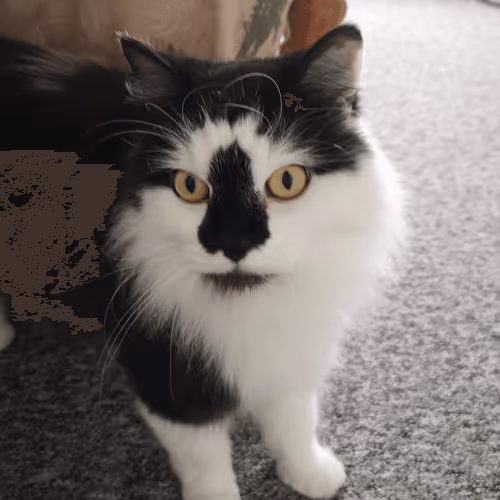 Item #13161020314009032005485822086301964352885579695205061807387255069527513235457 Media