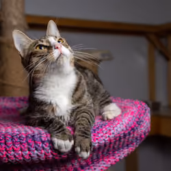 shelter cat #10