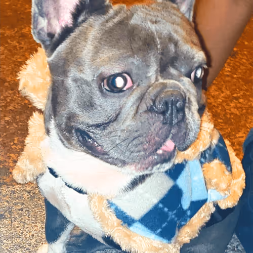 Item #32237202173720727343948986965561335091197107318394763909165930951720097021953 Media