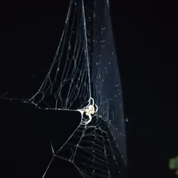 spider web + light