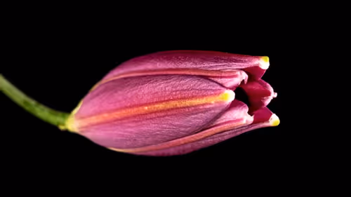 Item #84920765965511863695539671597836963309741109081743775550621196829892903174243 Media