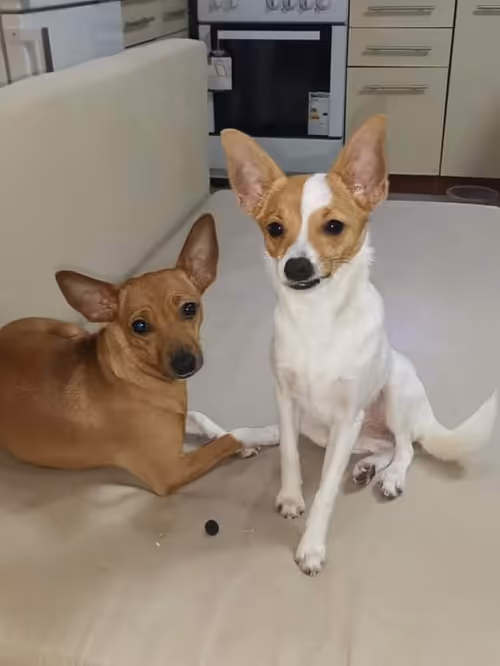 Item #51843480398206422777174755264521220492821497339693236802824853930193404821505 Media