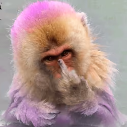 Crazy Monkey 