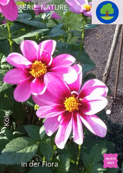 Item #18275507963027453672764924657955567223843030799966292493478830795551047417857 Media