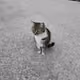 49128438589838301502814380546897698251845666453207144845115692560841785212929