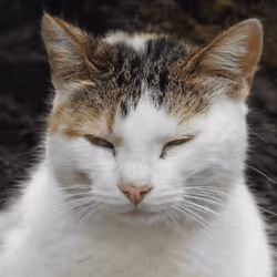 106393158711752592444527764053332067386103257112262188176365276660230801850369