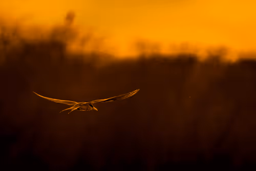 Item #61684684013370051227163866082320023750896296023852719411798081166604358385814 Media