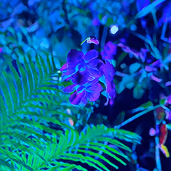 NFT Botanical Garden #2