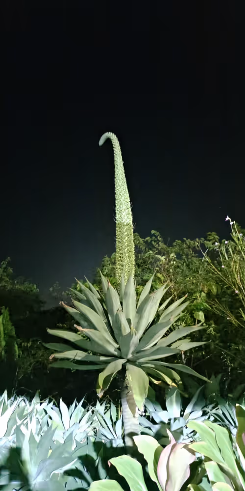 Item #83598511020809395668392107296684727847171301861461078139550822513546335617025 Media