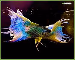 Item #81032937518726781130427896739408939347327063862450356405897967520531408224257 Media