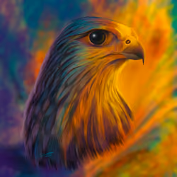 Gazing Falcon