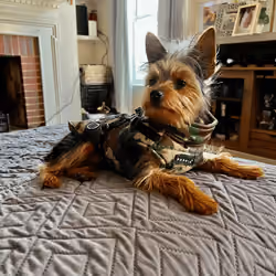 Frankie The Yorkie #0029