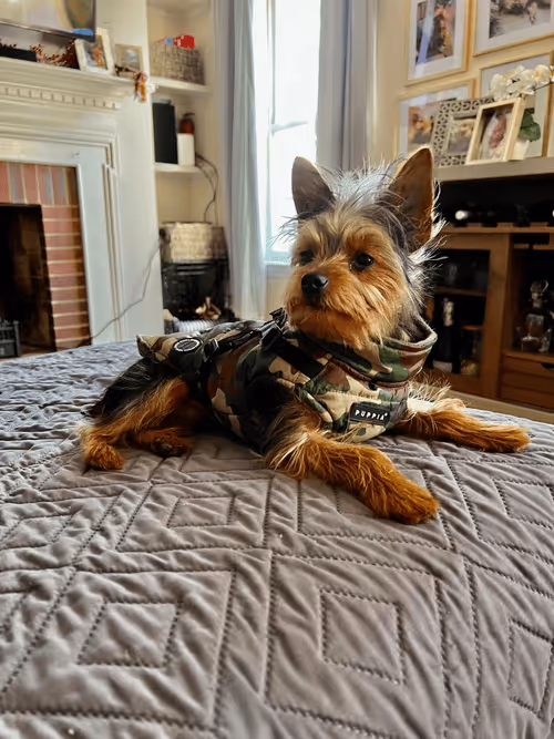 Item #88066140528539479869456014744410398514327997074780151392509103661930264920065 Media