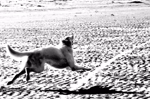 Item #97472780855113725442361506406406632137290984226550429674679319522052539416577 Media