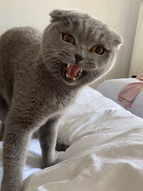 Item #71751047679511305985011817054352364605504148284906352718983005689149822861313 Media