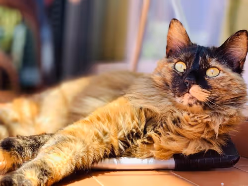 Item #16019056736482960857110590606583721155274474442682163466979765725880161140737 Media