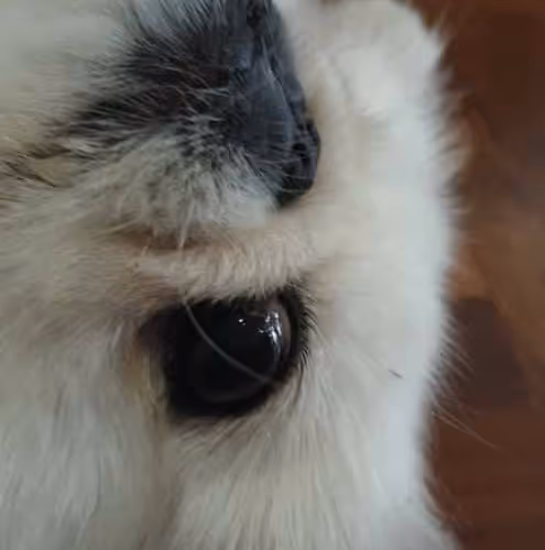 sleepingpeke