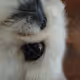 sleepingpeke