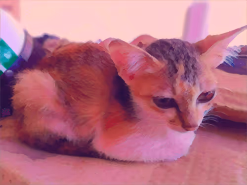 Item #74122138759525378795667626270866148487737655975912799548892276665165008601089 Media