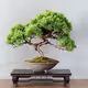world bonsai Bonsai collection