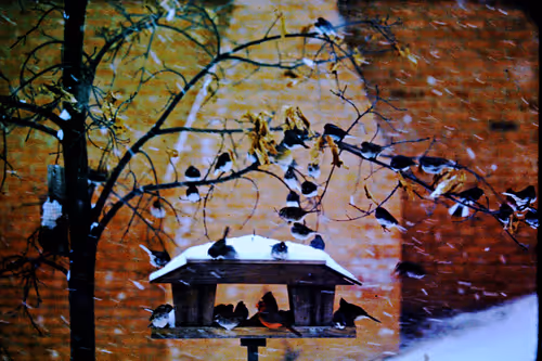 Item #113047771030127017240919341709485116586684509374101894410877815082167694262273 Media