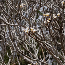 105679162715773690367894814568251153202929894369313826483118647802609067360257